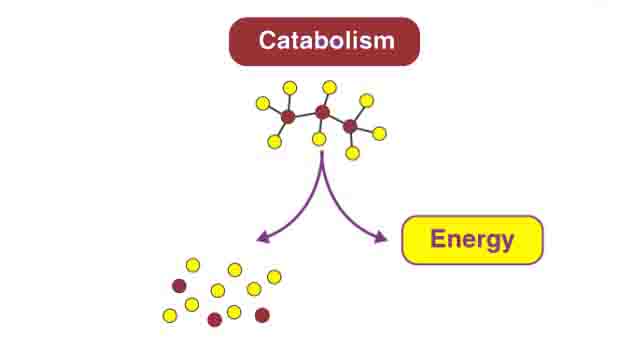 Catabolic Reaction