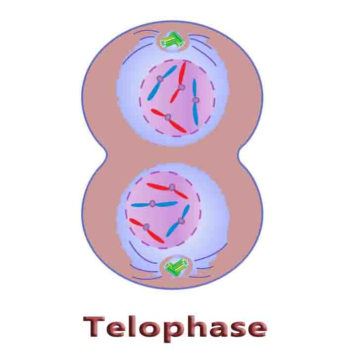 Telophase